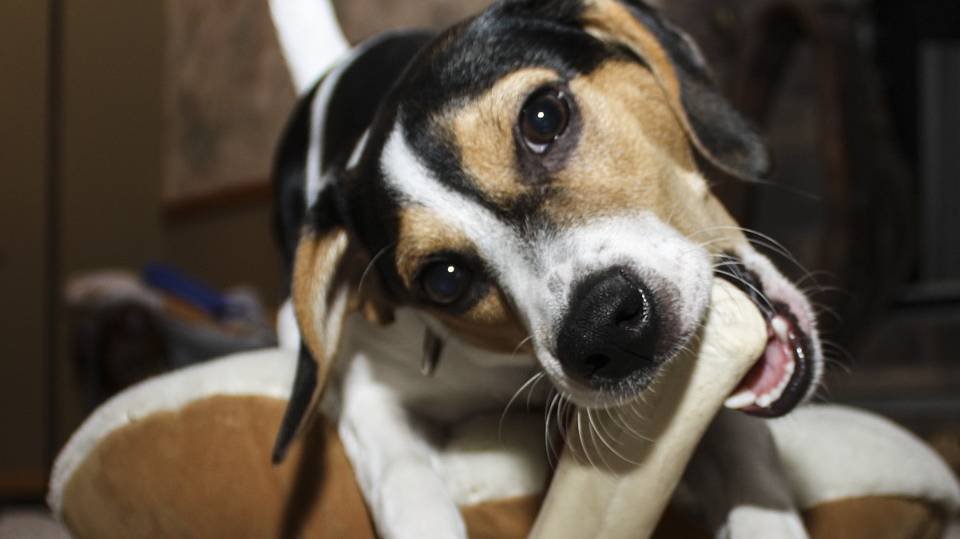 Best Dog Bones for Chewing — save your shoes